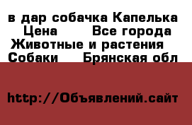 в дар собачка Капелька › Цена ­ 1 - Все города Животные и растения » Собаки   . Брянская обл.